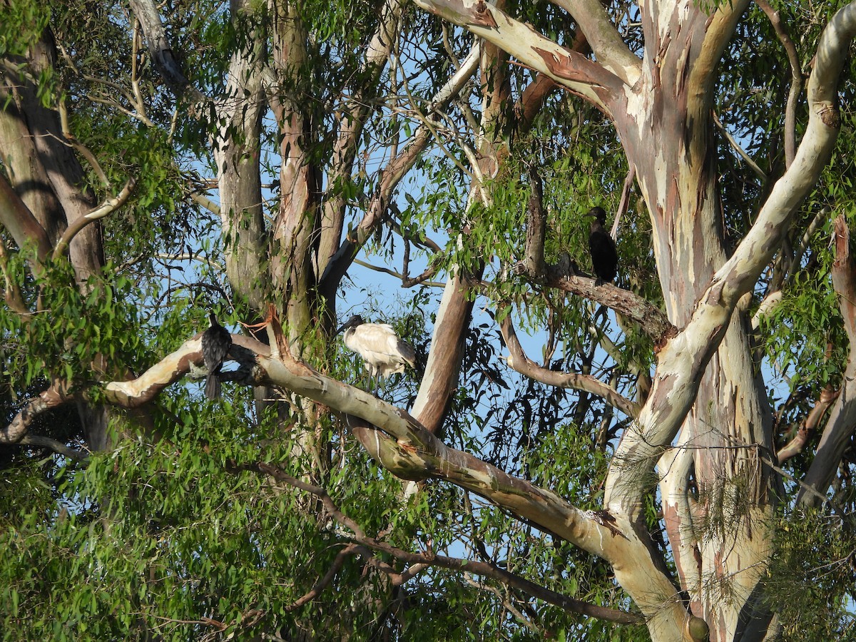 Пёстрый баклан - ML646501964