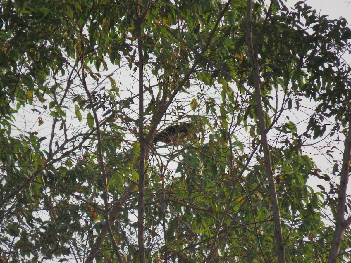 Красногрудый зубцеклюв - ML646501965