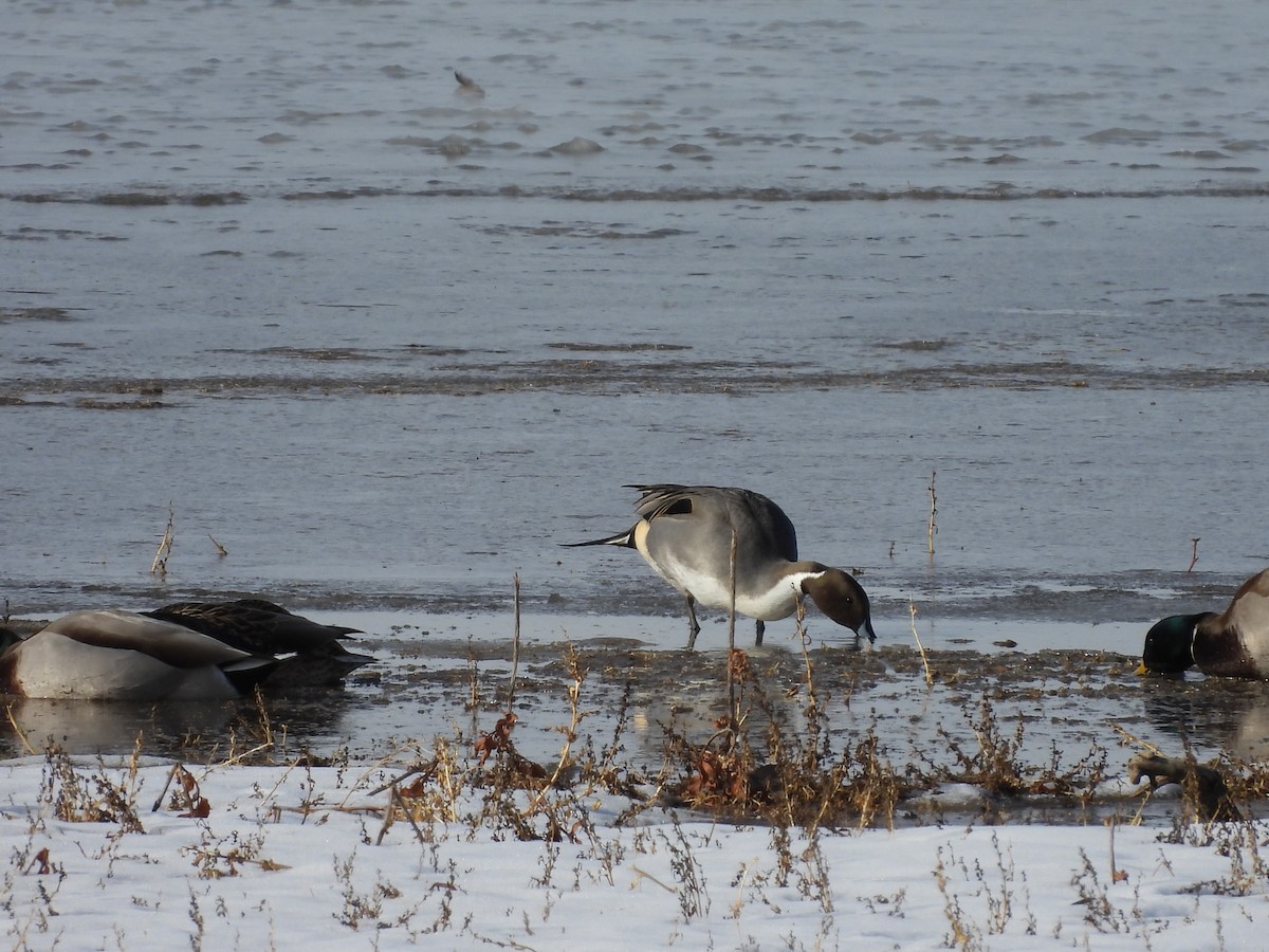 Шилохвость - ML646501966