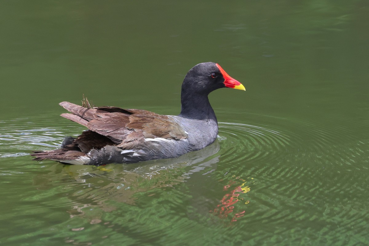 Камышница - ML646501967