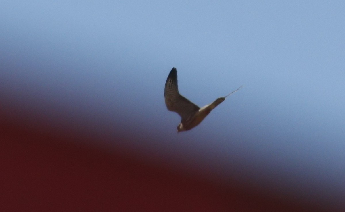 Амурский кобчик - ML646501968