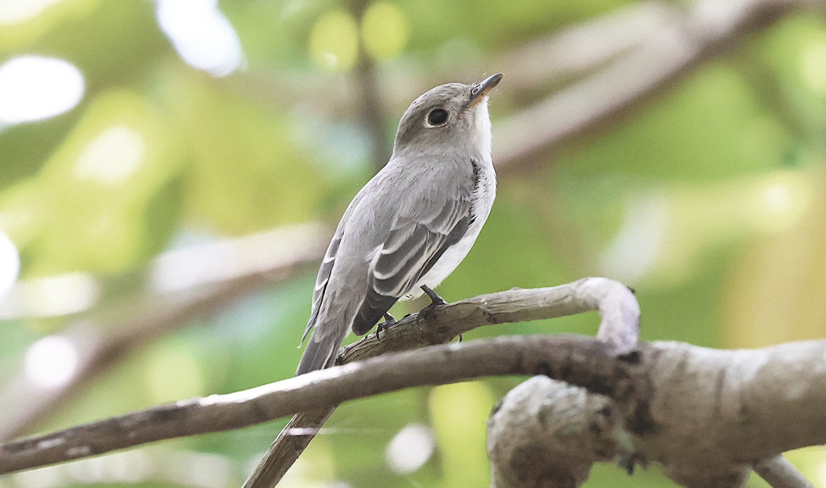 Ширококлювая мухоловка - ML646501970