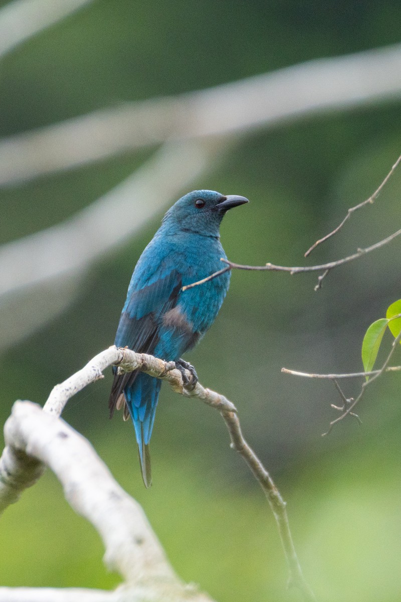 Asian Fairy-bluebird - ML646501974