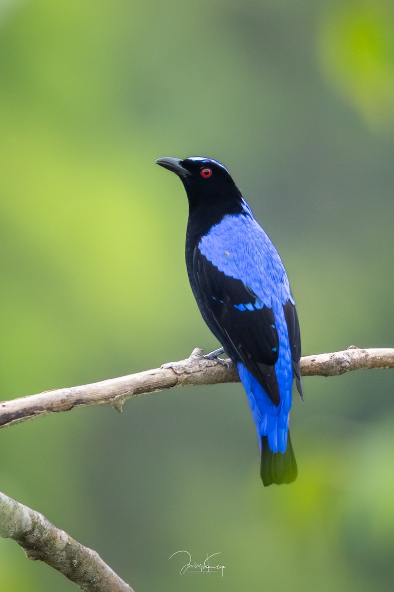 Asian Fairy-bluebird - ML646501975