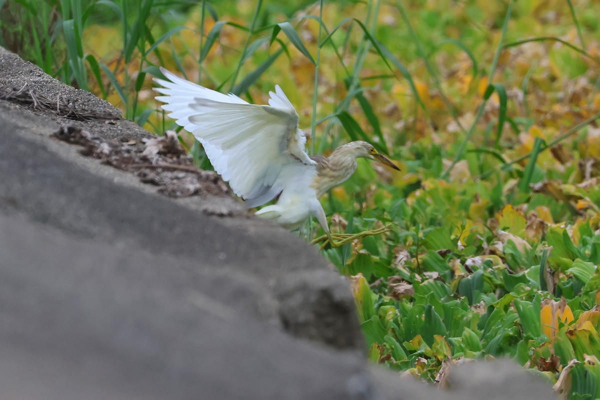 Javan Pond-Heron - ML646501984