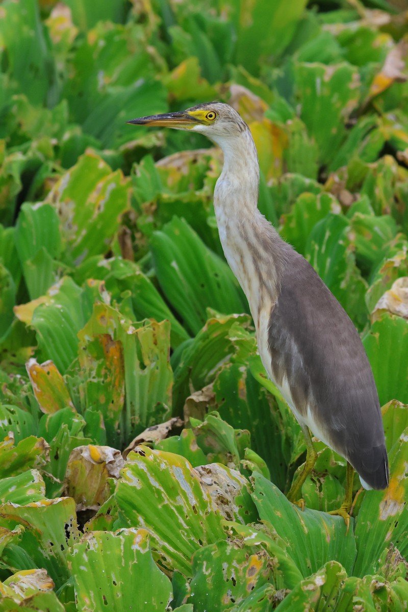 Javan Pond-Heron - ML646501985