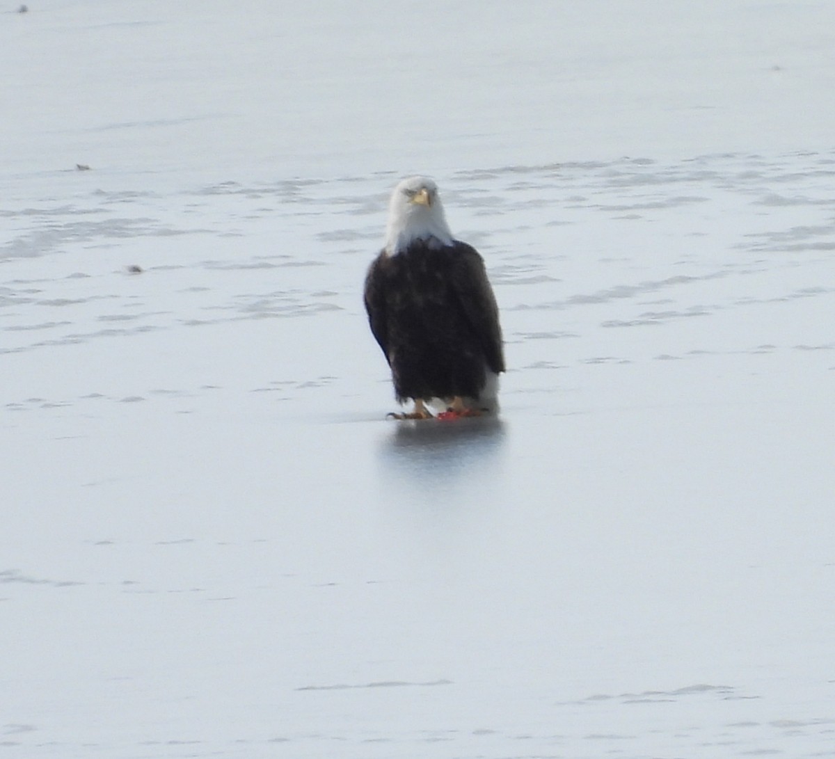 Pygargue à tête blanche - ML646501988