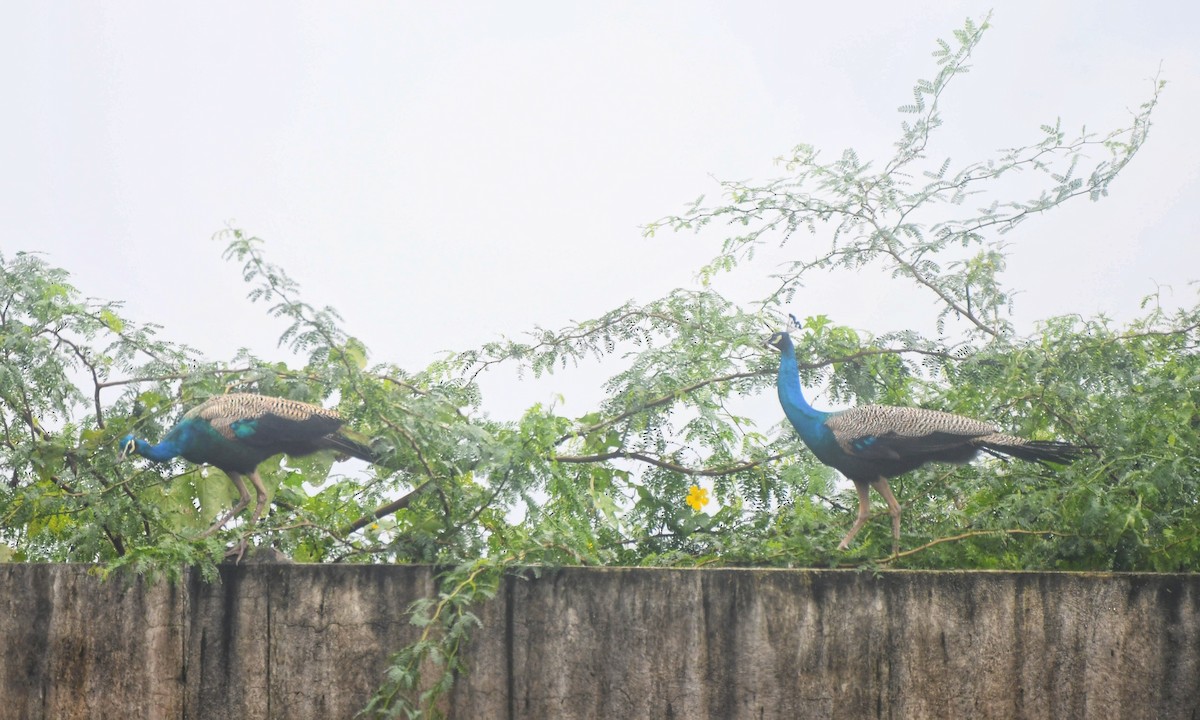 Pavone - ML646501990