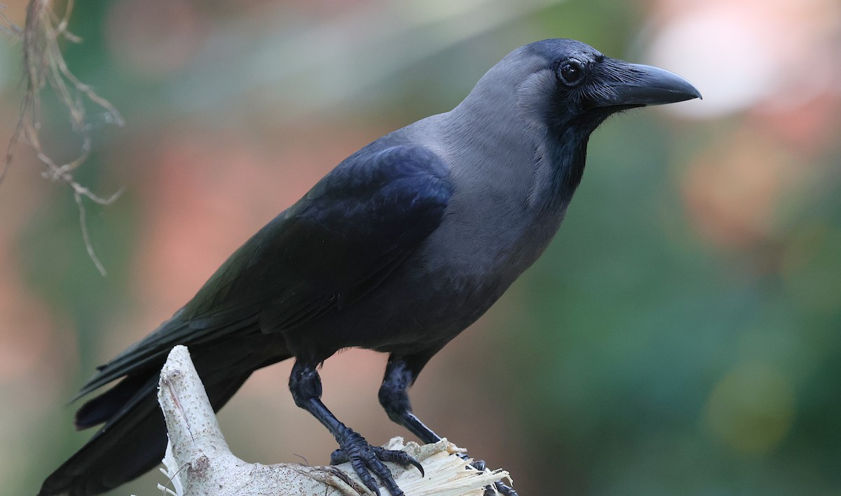 עורב הודי - ML646501996