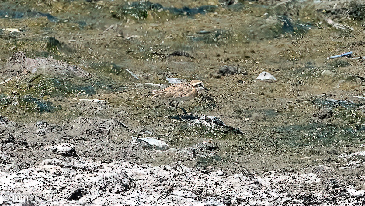 Kittlitz's Plover - ML646501998