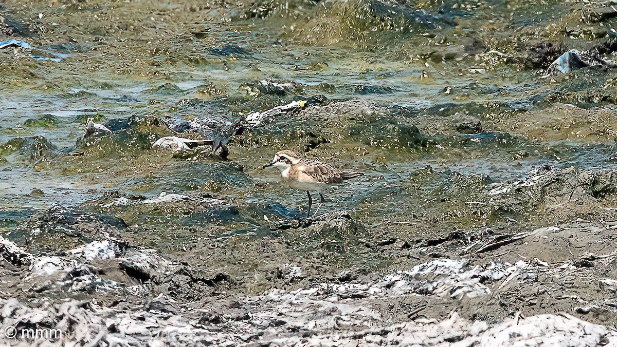 Kittlitz's Plover - ML646501999