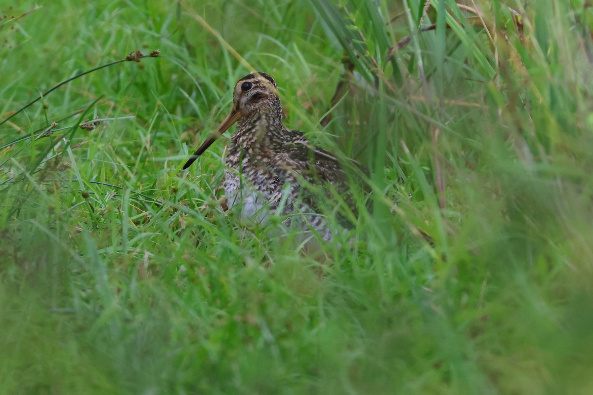 Swinhoe's/Pin-tailed Snipe - ML646502001