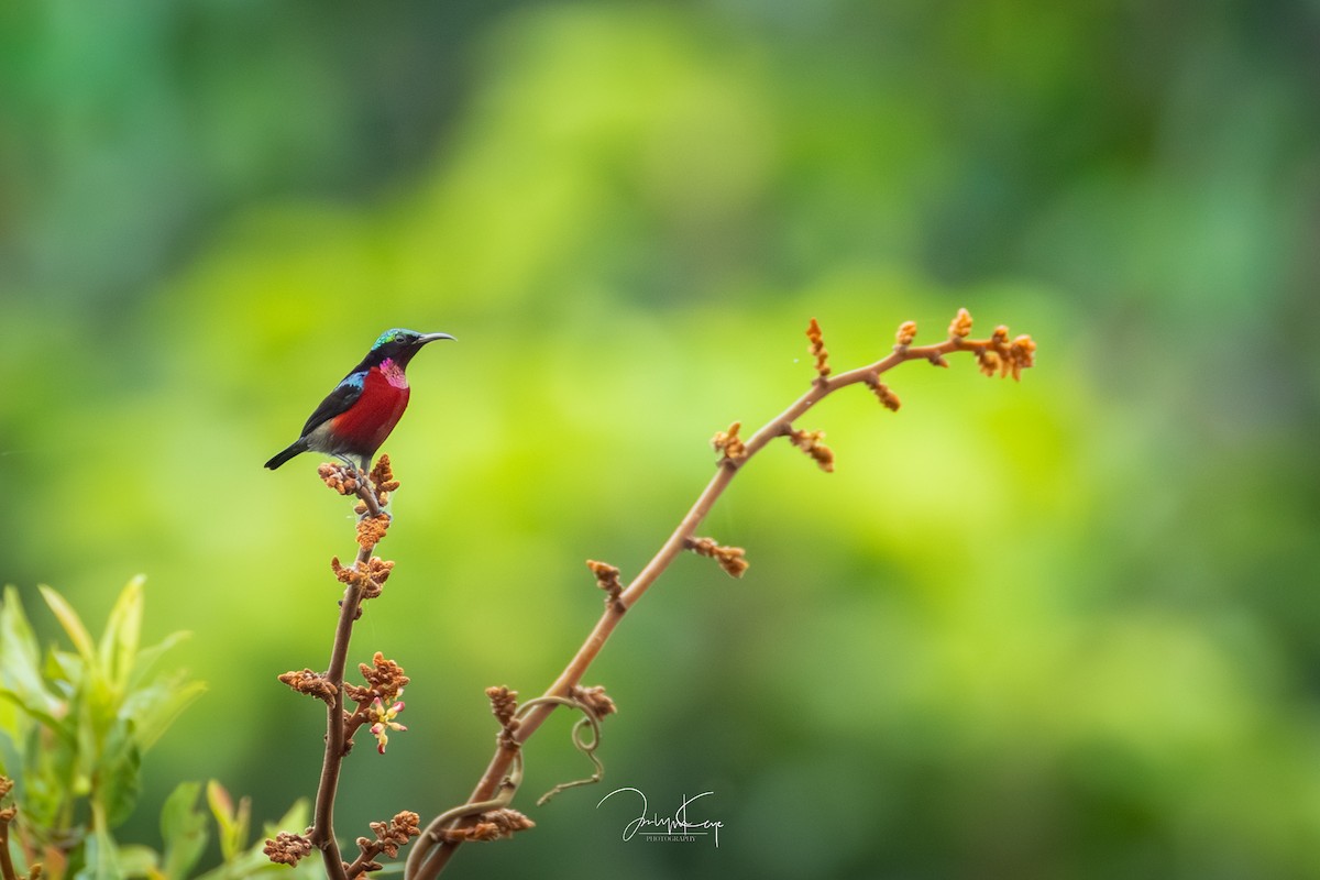 Van Hasselt's Sunbird - ML646502003