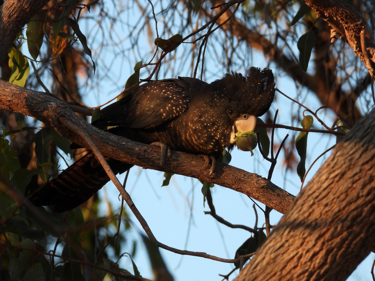Red-tailed Black-Cockatoo - ML646502006
