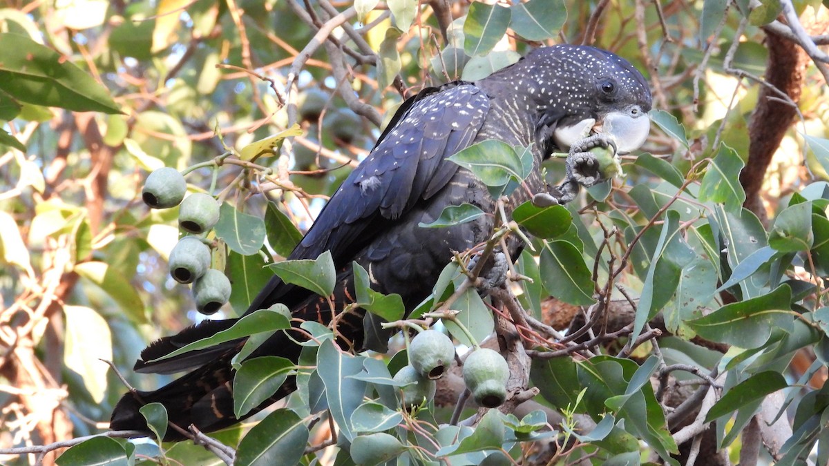 Red-tailed Black-Cockatoo - ML646502007