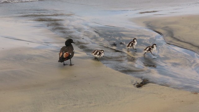 Paradise Shelduck - ML646502008