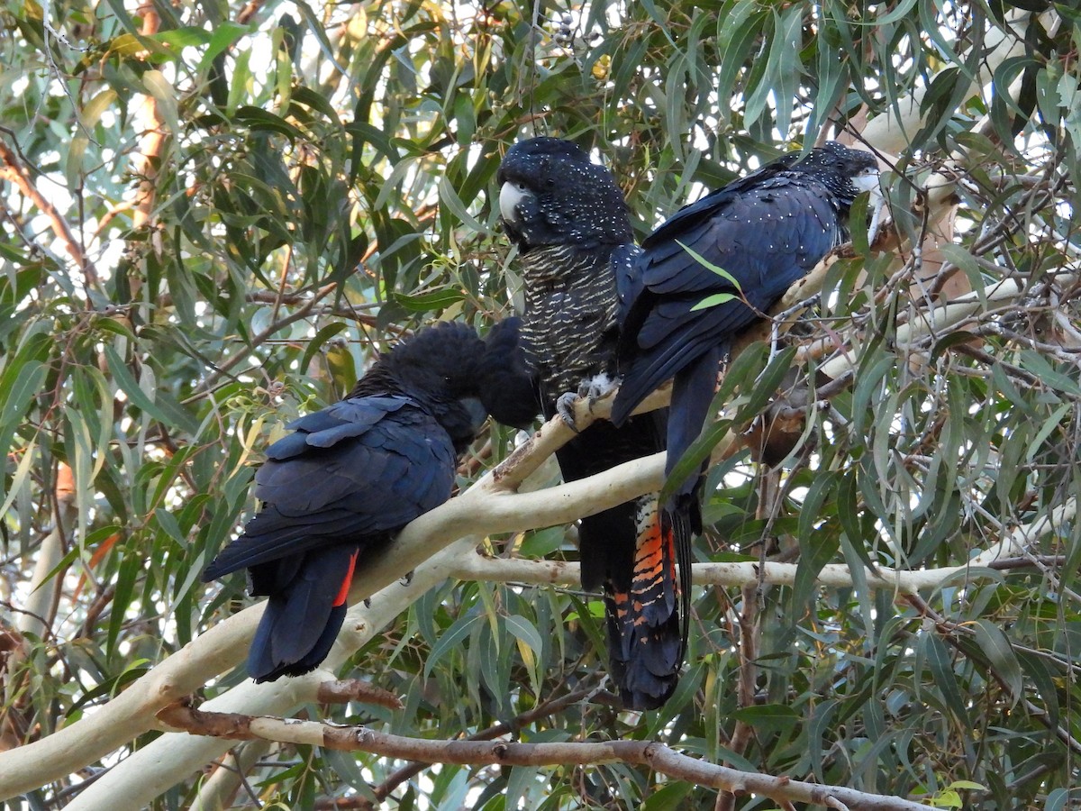 Red-tailed Black-Cockatoo - ML646502009