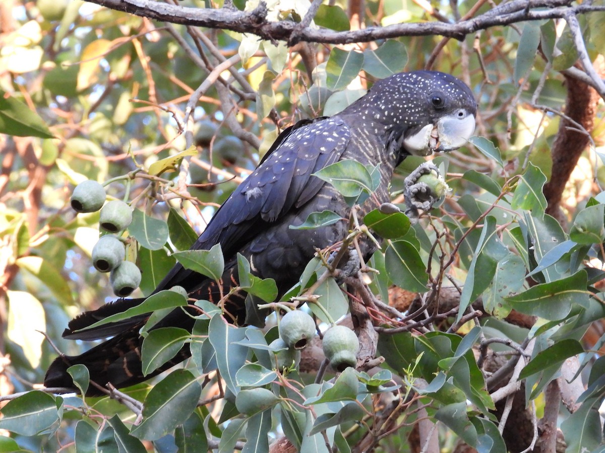 Red-tailed Black-Cockatoo - ML646502010