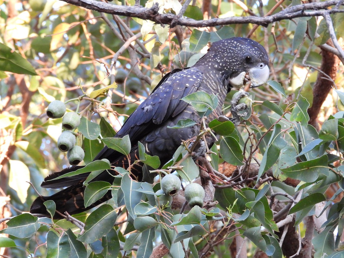 Red-tailed Black-Cockatoo - ML646502013