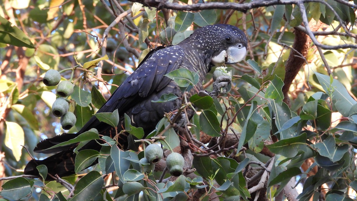 Red-tailed Black-Cockatoo - ML646502014