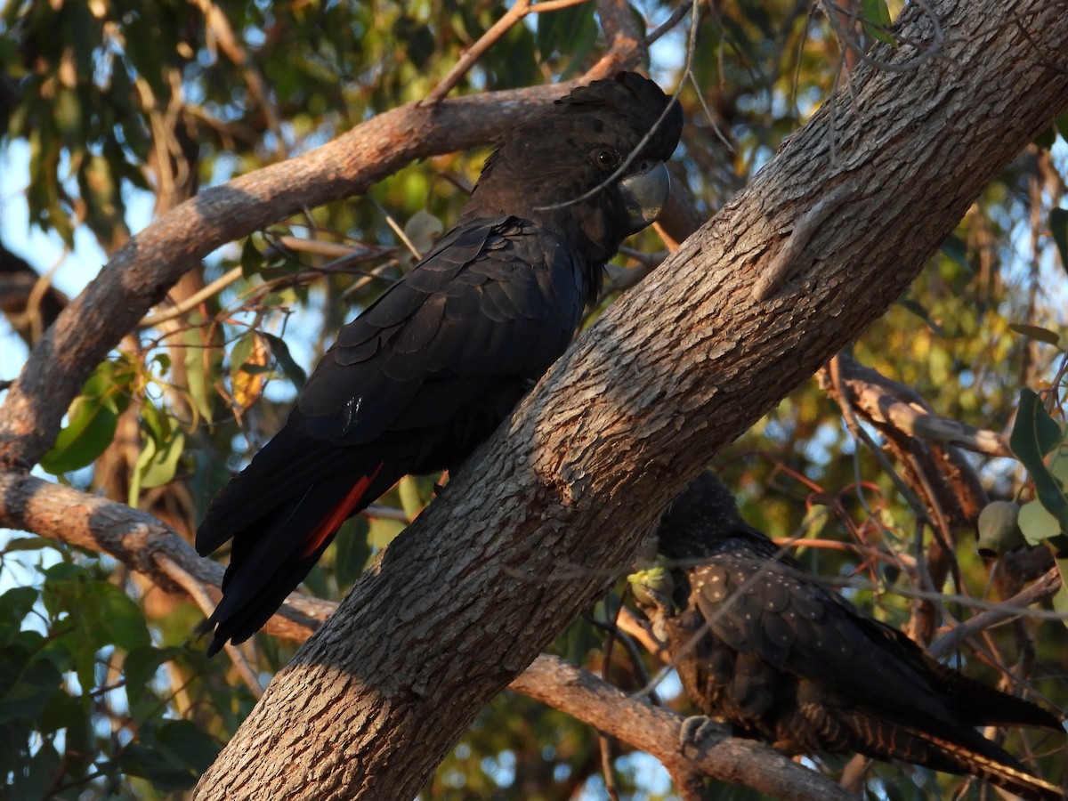 Red-tailed Black-Cockatoo - ML646502015