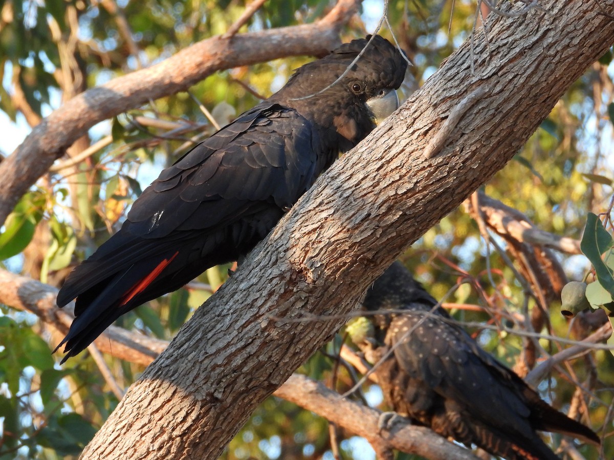 Red-tailed Black-Cockatoo - ML646502016
