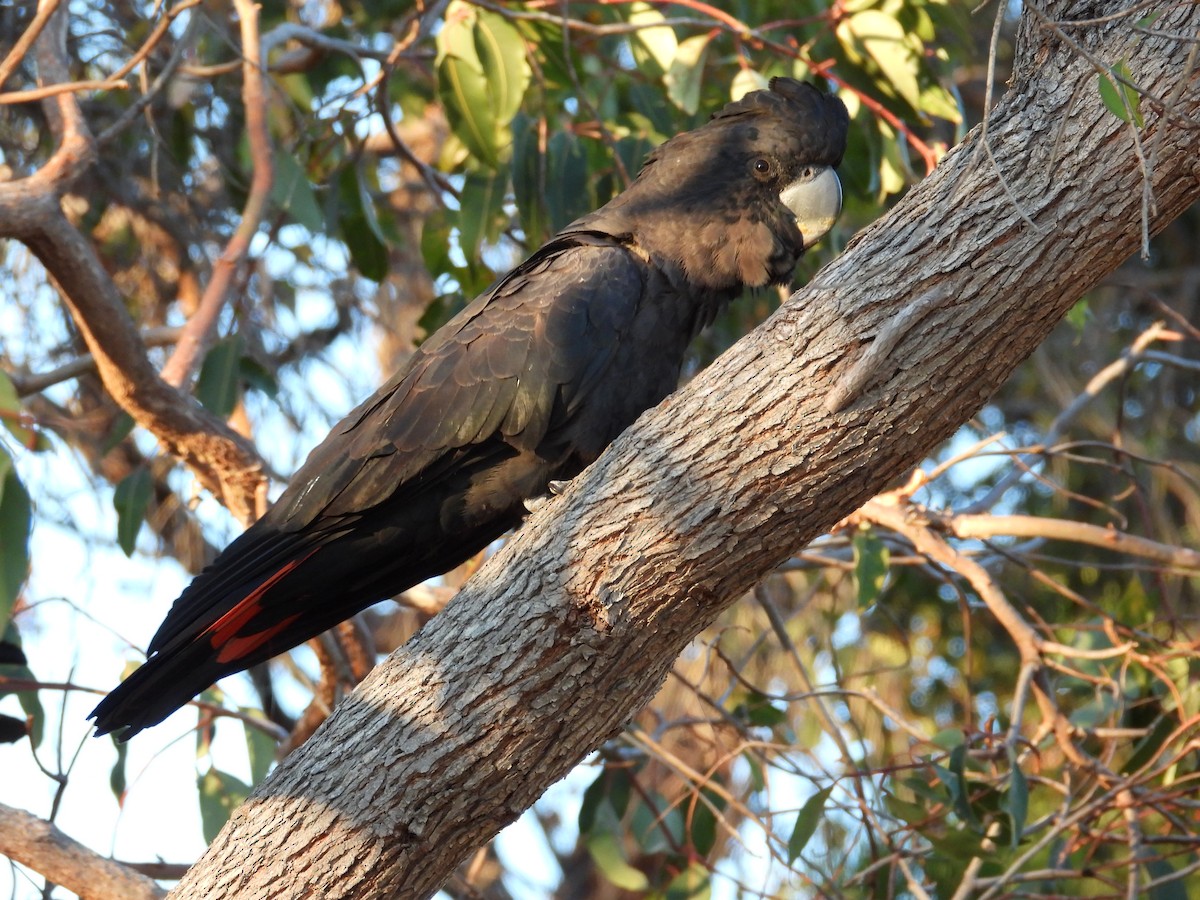 Red-tailed Black-Cockatoo - ML646502017