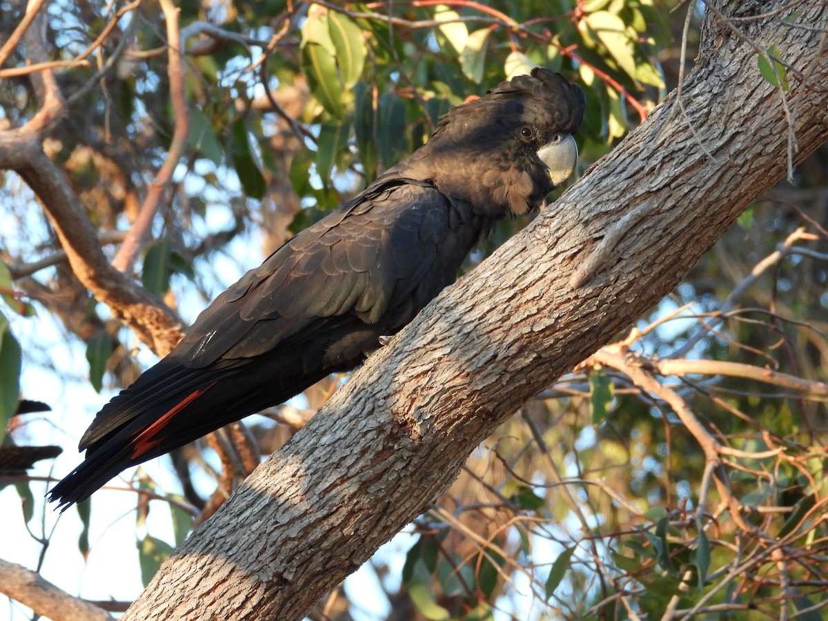 Red-tailed Black-Cockatoo - ML646502018