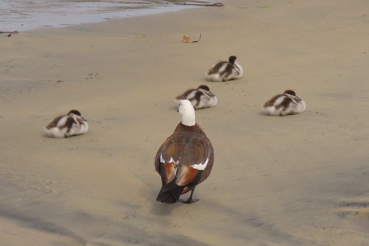 Paradise Shelduck - ML646502019