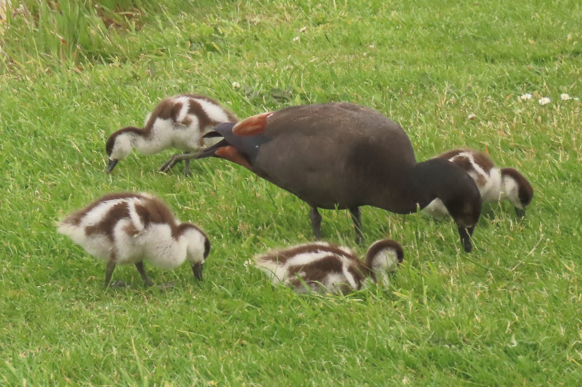 Paradise Shelduck - ML646502020