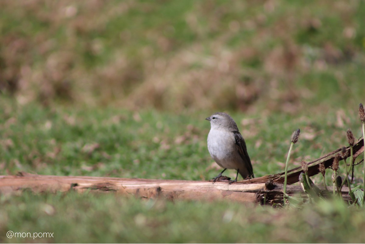 Ash-breasted Sierra Finch - ML646502021