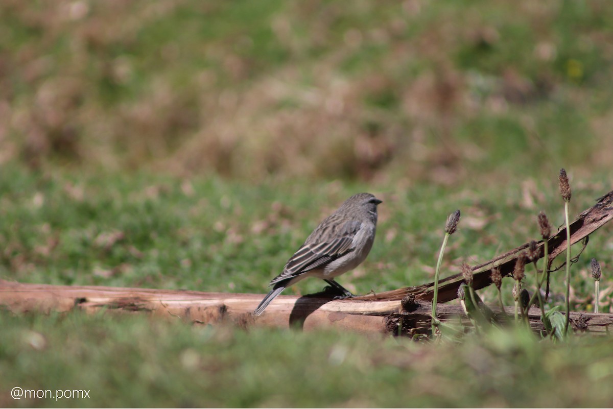 Ash-breasted Sierra Finch - ML646502022