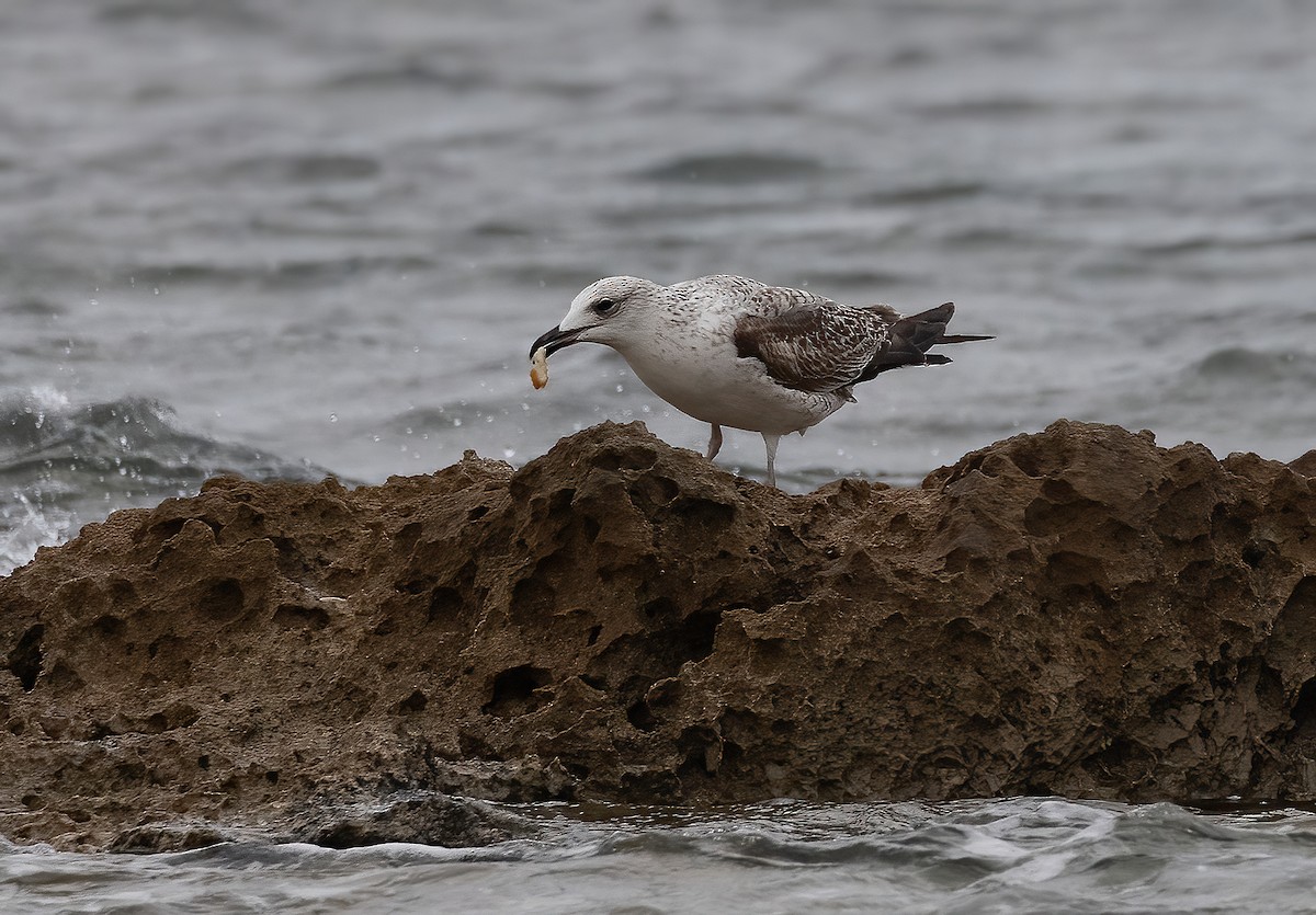 Lesser Black-backed Gull (Heuglin's) - ML646502023