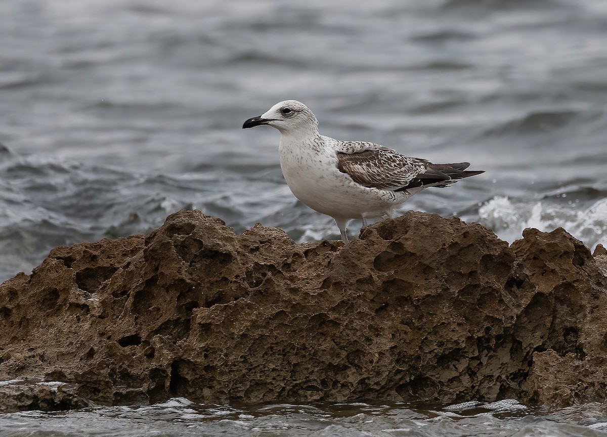 Lesser Black-backed Gull (Heuglin's) - ML646502024