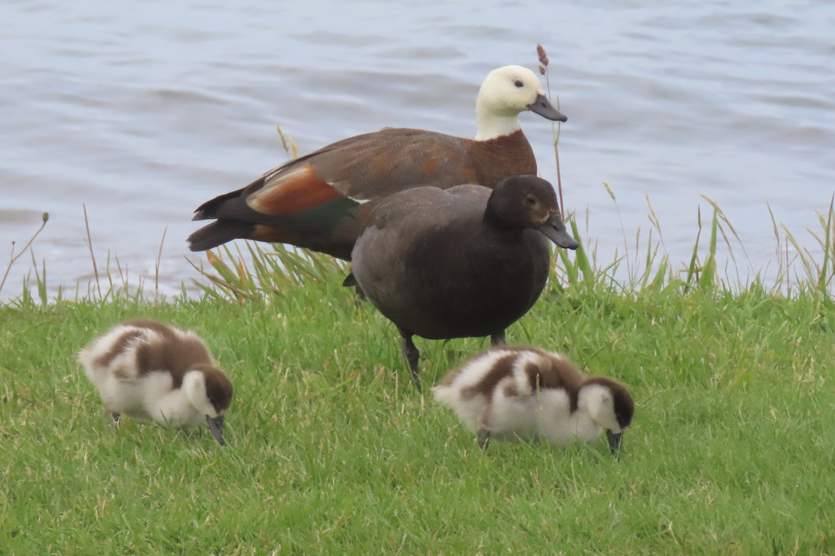 Paradise Shelduck - ML646502025