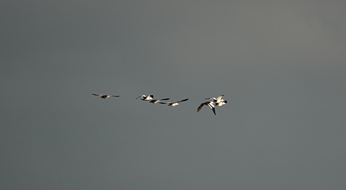 Radjah Shelduck - ML646502026