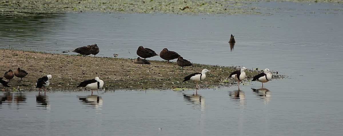 Radjah Shelduck - ML646502027