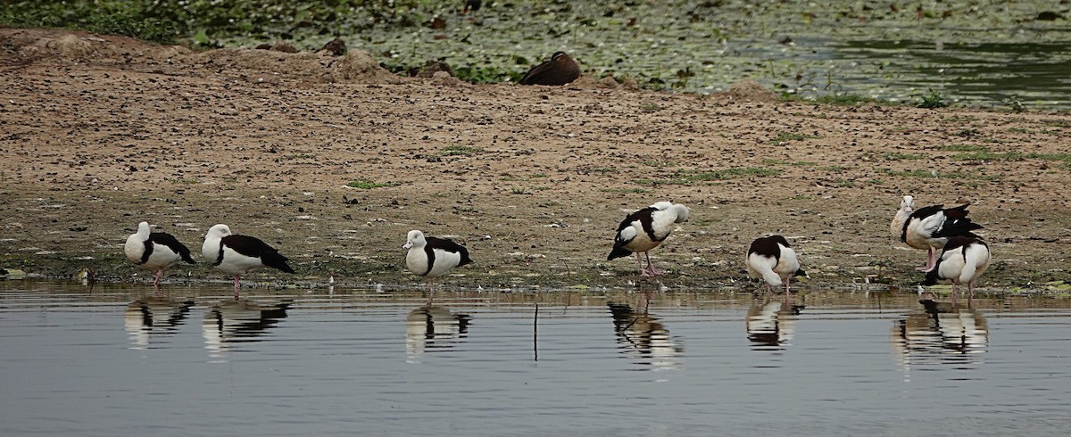 Radjah Shelduck - ML646502028