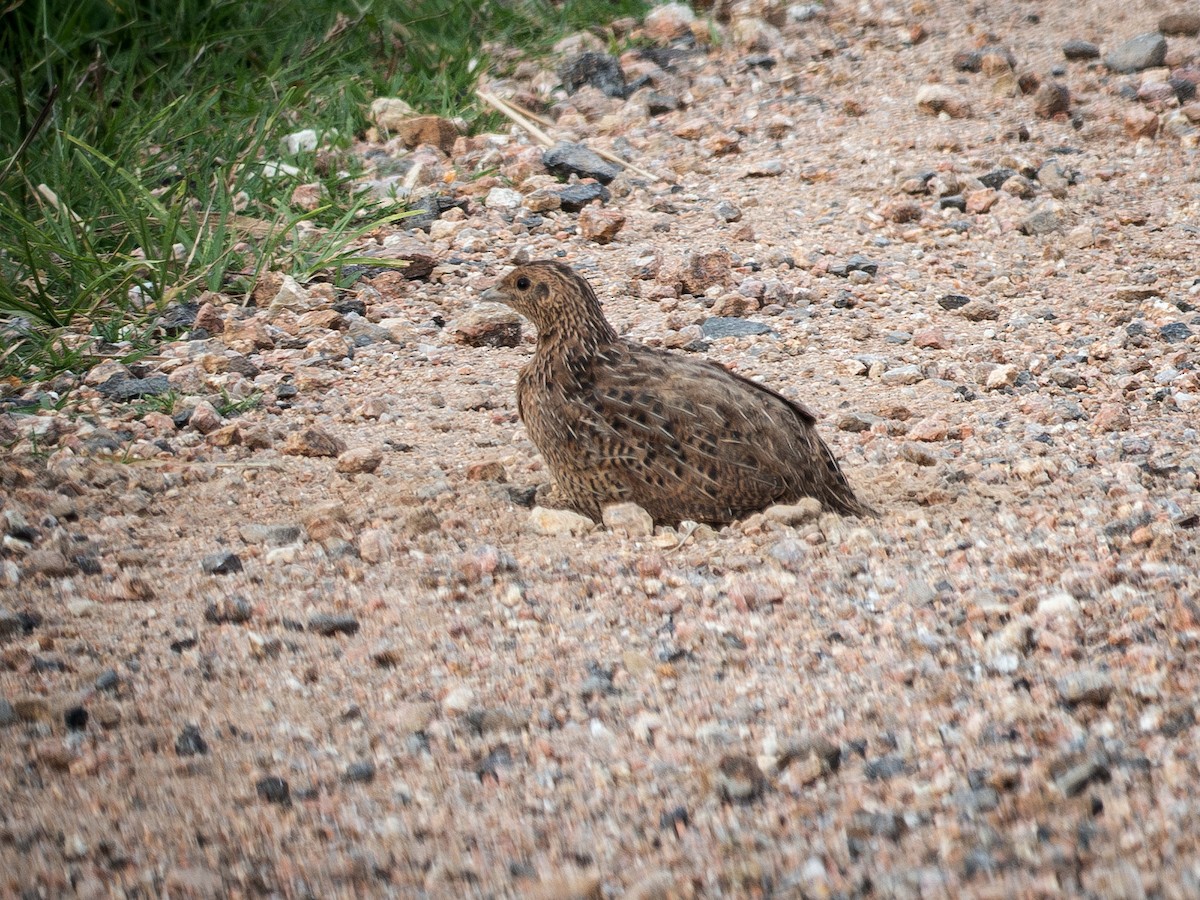 Brown Quail - ML646502029
