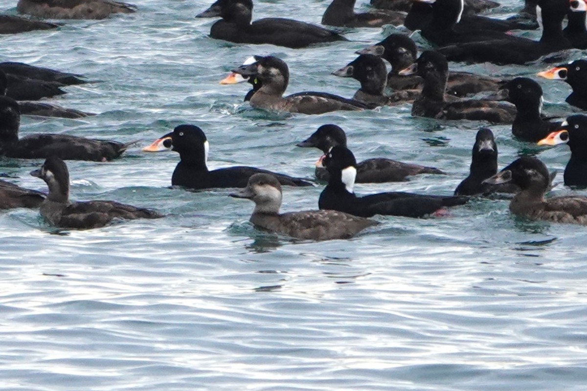 turpan žlutozobý - ML646502035