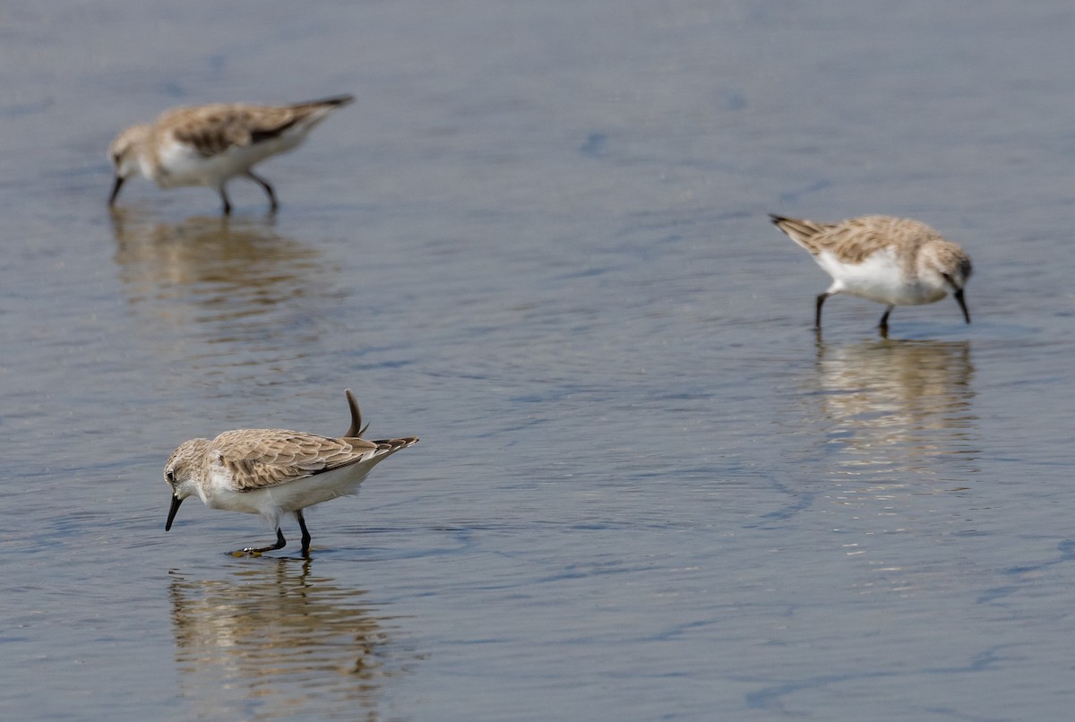 Red-necked Stint - ML646502036