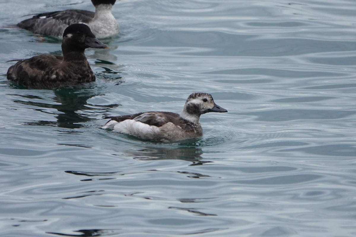 hoholka lední - ML646502037