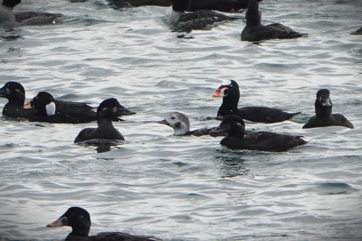 hoholka lední - ML646502038