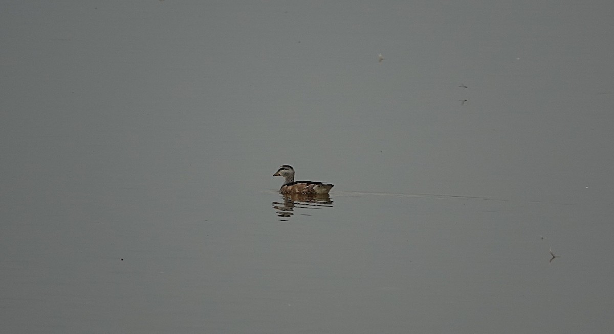 Cotton Pygmy-Goose - ML646502039