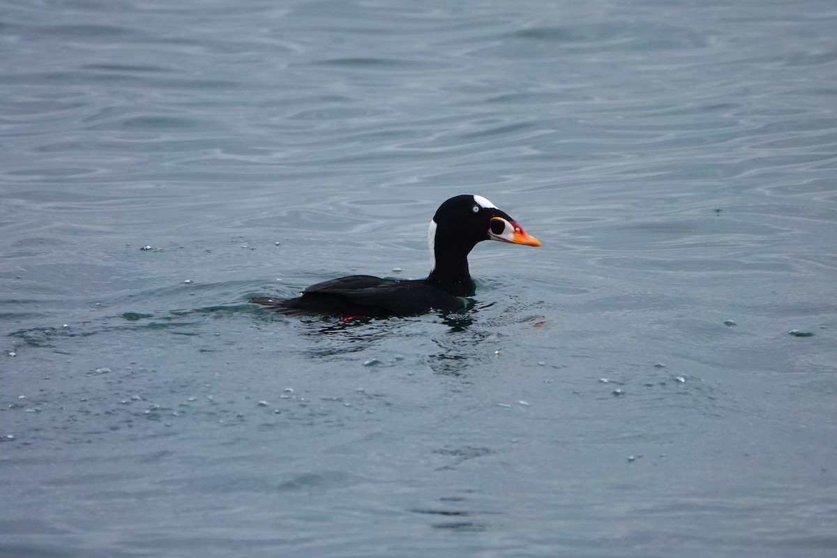 turpan pestrozobý - ML646502041