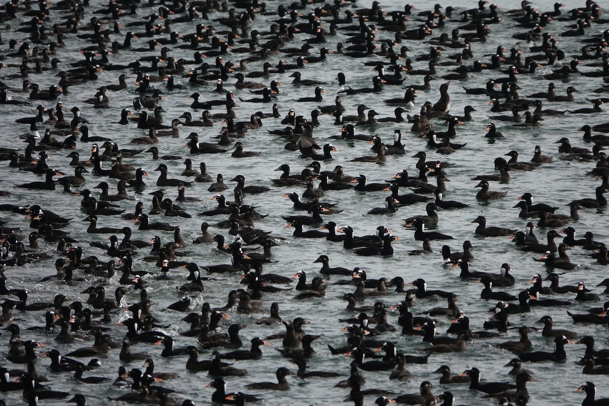 turpan pestrozobý - ML646502044