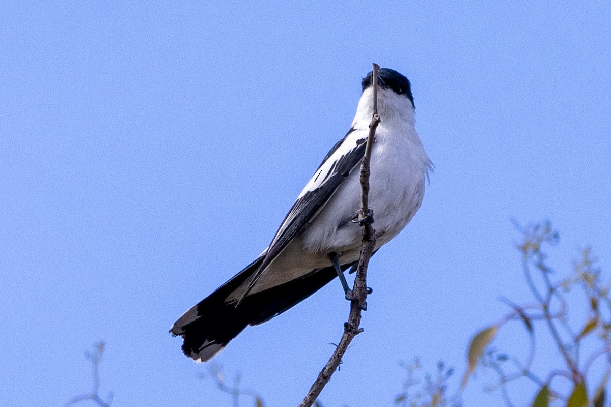 White-winged Triller - ML646502045