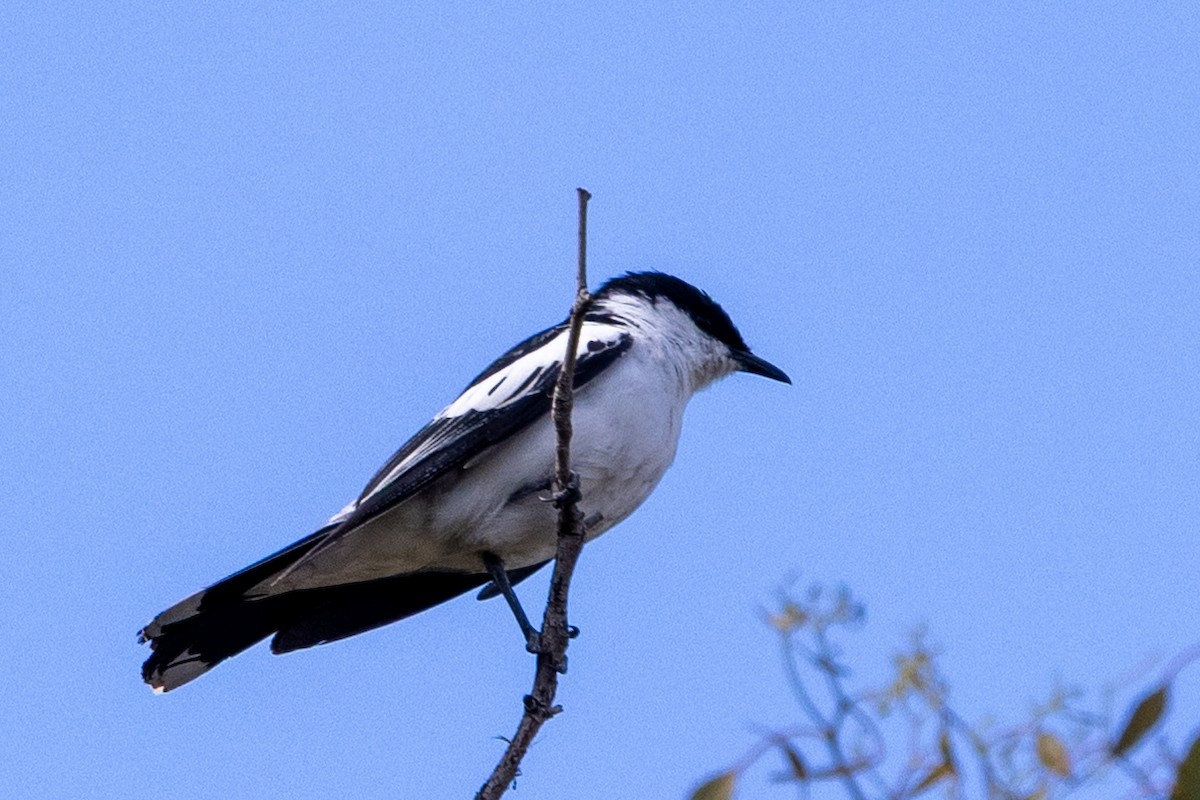 White-winged Triller - ML646502046