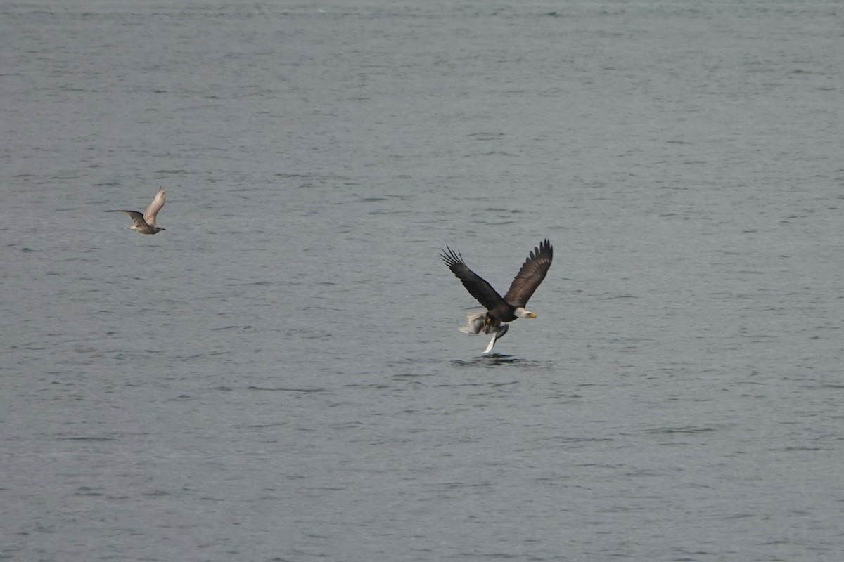 orel bělohlavý - ML646502049