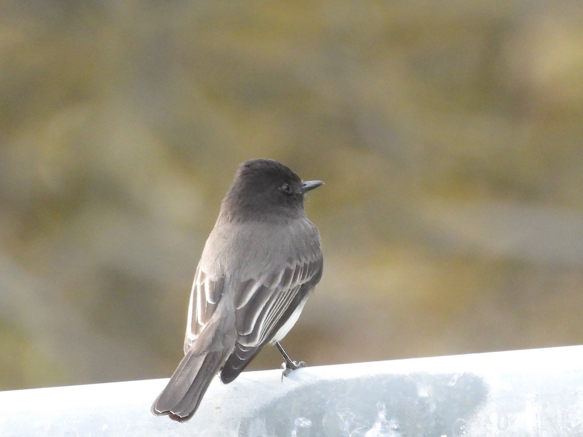 Black Phoebe - ML646502051